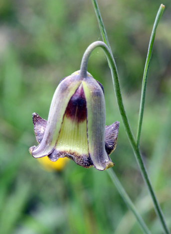 Fritillaria acmopetala close