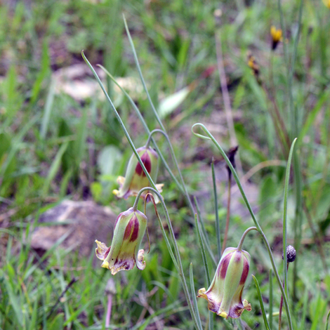 Fritillaria acmopetala whole