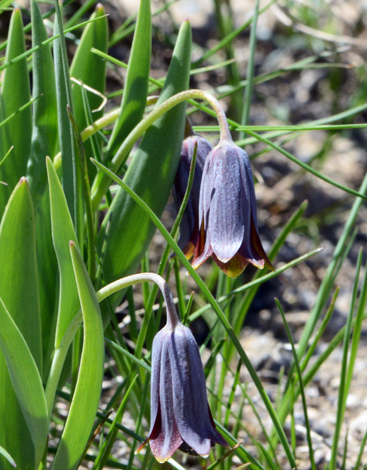 Fritillaria assyriaca ssp assyriaca close