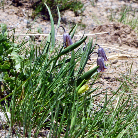 Fritillaria assyriaca ssp assyriaca whole