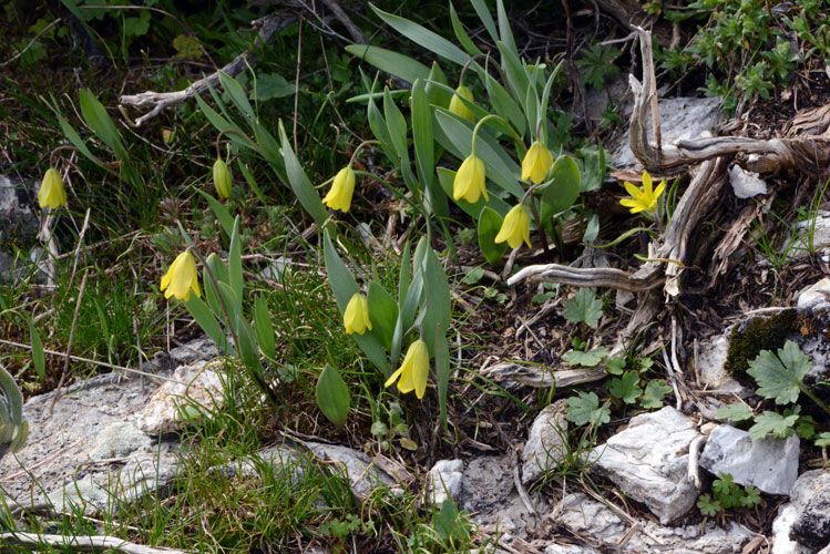 Fritillaria carica group
