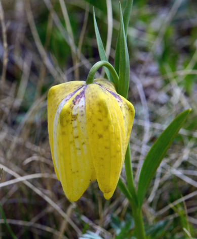 Fritillaria collina close