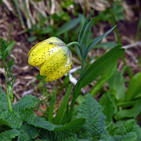 Fritillaria collina whole