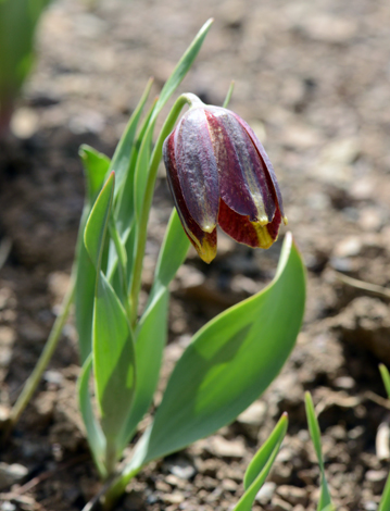Fritillaria crassifolia ssp kurdica close