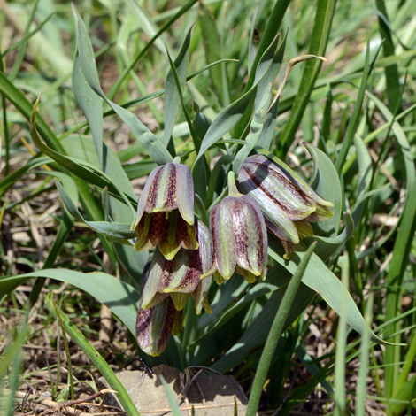 Fritillaria crassifolia ssp kurdica whole