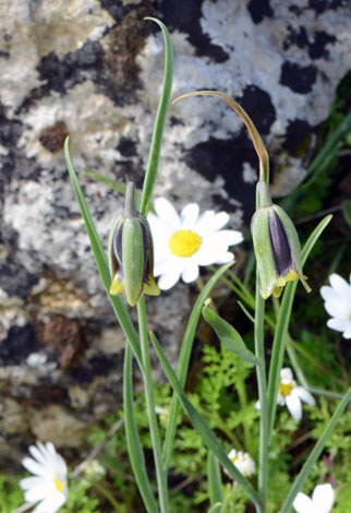 Fritillaria elwesii close