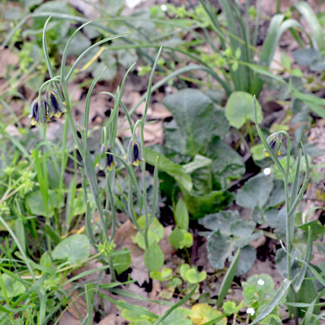 Fritillaria elwesii whole