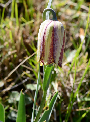 Fritillaria lusitanica close