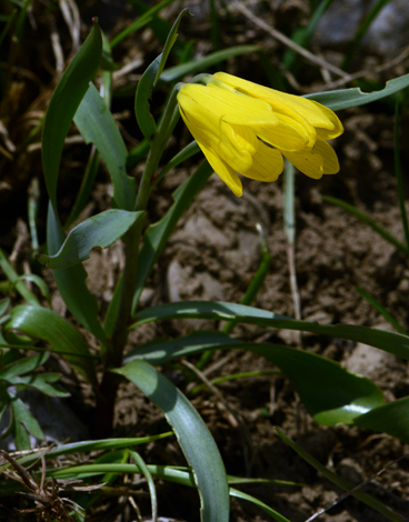 Fritillaria minima close