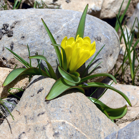 Fritillaria minima whole