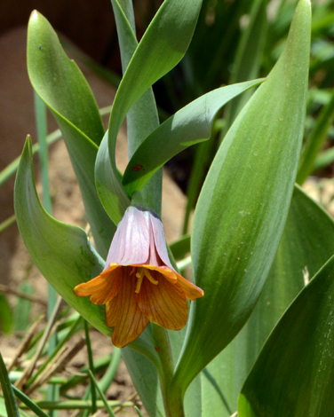 Fritillaria minuta close