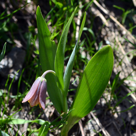 Fritillaria minuta whole
