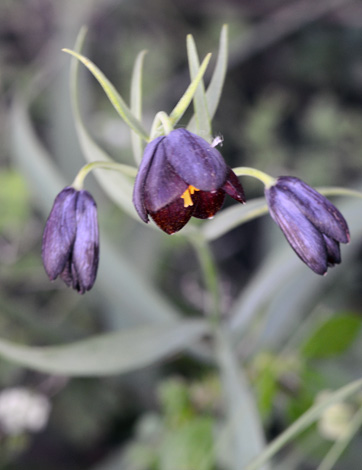 Fritillaria obliqua ssp tuntasia close