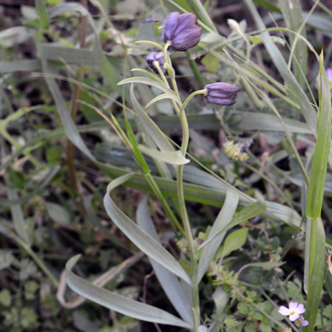 Fritillaria obliqua ssp tuntasia whole