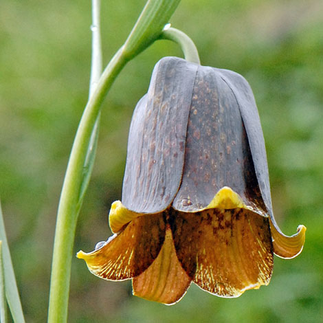 Fritillaria pyrenaica close