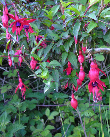 Fuchsia magellanica