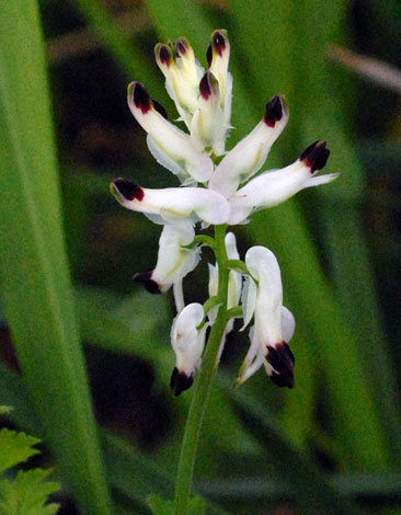 Fumaria capreolata close