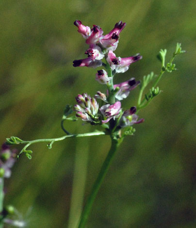 Fumaria densiflora