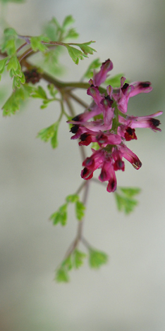 Fumaria densiflora close