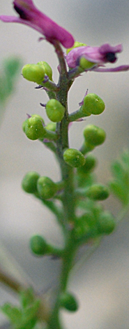 Fumaria densiflora fruit