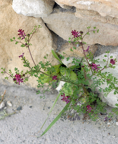 Fumaria densiflora whole