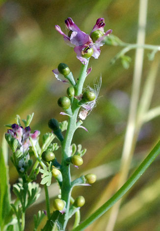 Fumaria densiflora fruit