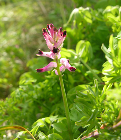 Fumaria muralis ssp boraei flowers
