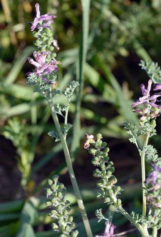Fumaria parviflora whole
