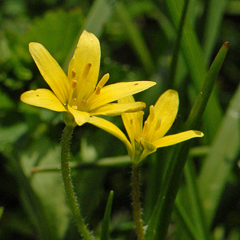 Gagea fragifera close