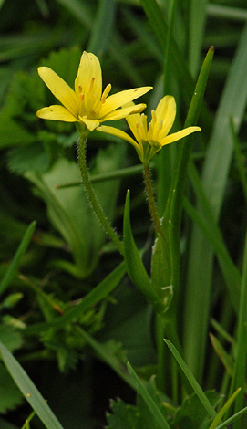 Gagea fragifera whole