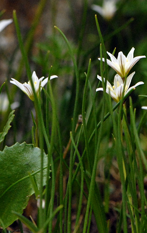 Gagea serontina close