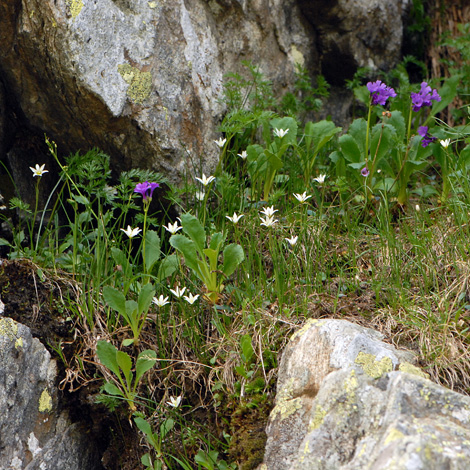 Gagea serontina whole