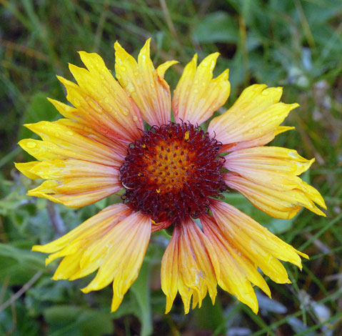 Gaillardia x grandiflora