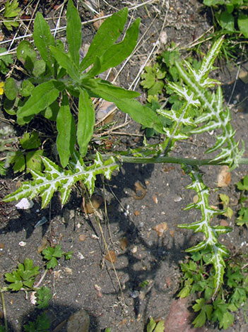 Galactites tomentosa leaves