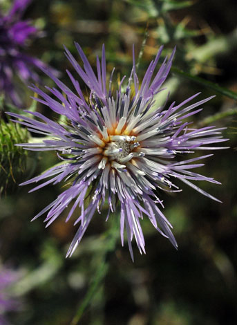 Galactities tomentosa close Spain