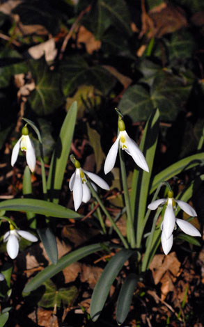 Galanthus elwesii