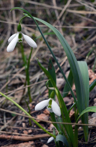 Galanthus elwesii close