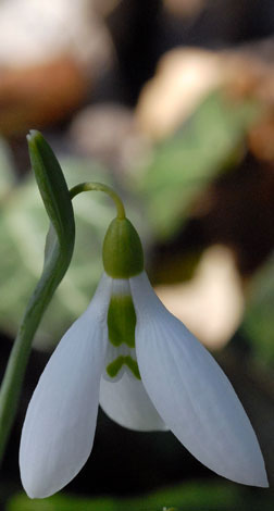 Galanthus elwesii flower1