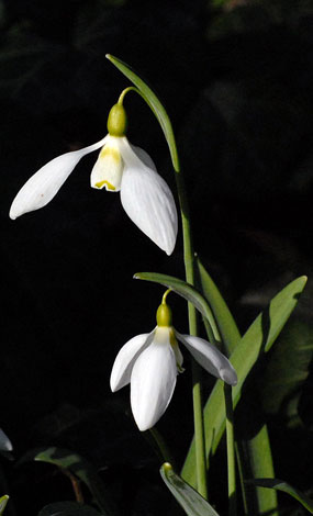 Galanthus elwesii flower2