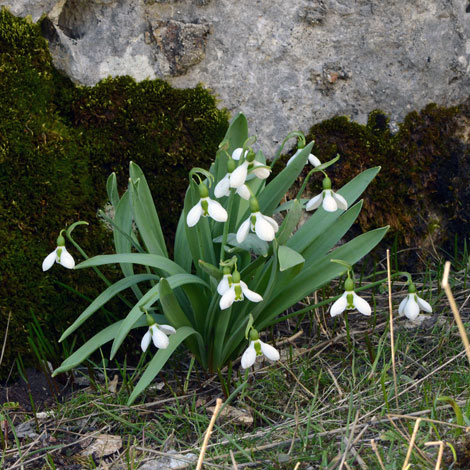 Galanthus elwesii whole