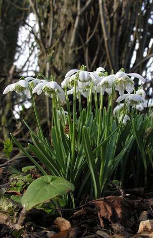 Galanthus nivalis