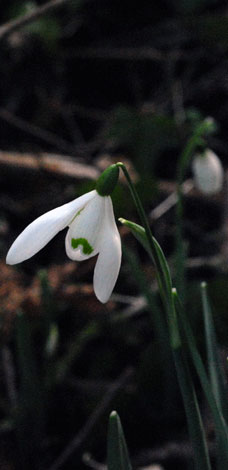 Galanthus nivalis