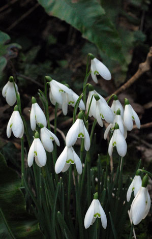 Galanthus nivalis