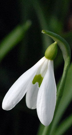 Galanthus plicatus flwr