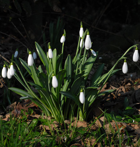 Galanthus plicatus group