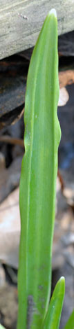 Galanthus plicatus leaf