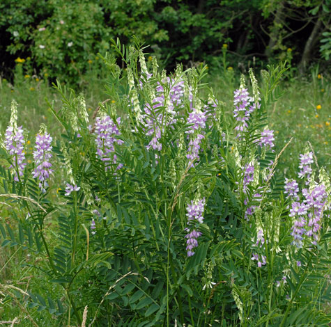 Galega officinalis whole