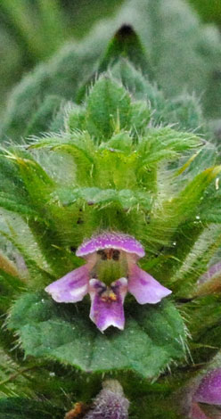 Galeopsis bifida close