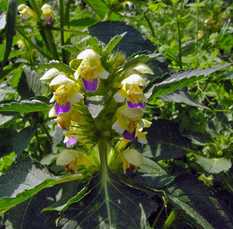 Galeopsis speciosa whole