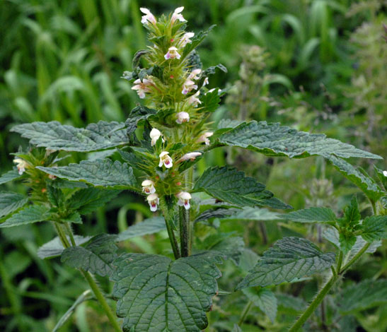 Galeopsis tetrahit whole